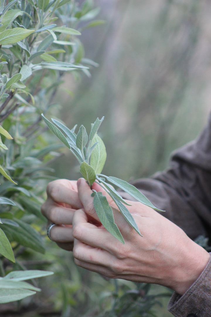 Sage (Salvia officinalis) Spagyric Tincture (wholesale dosage bottle)