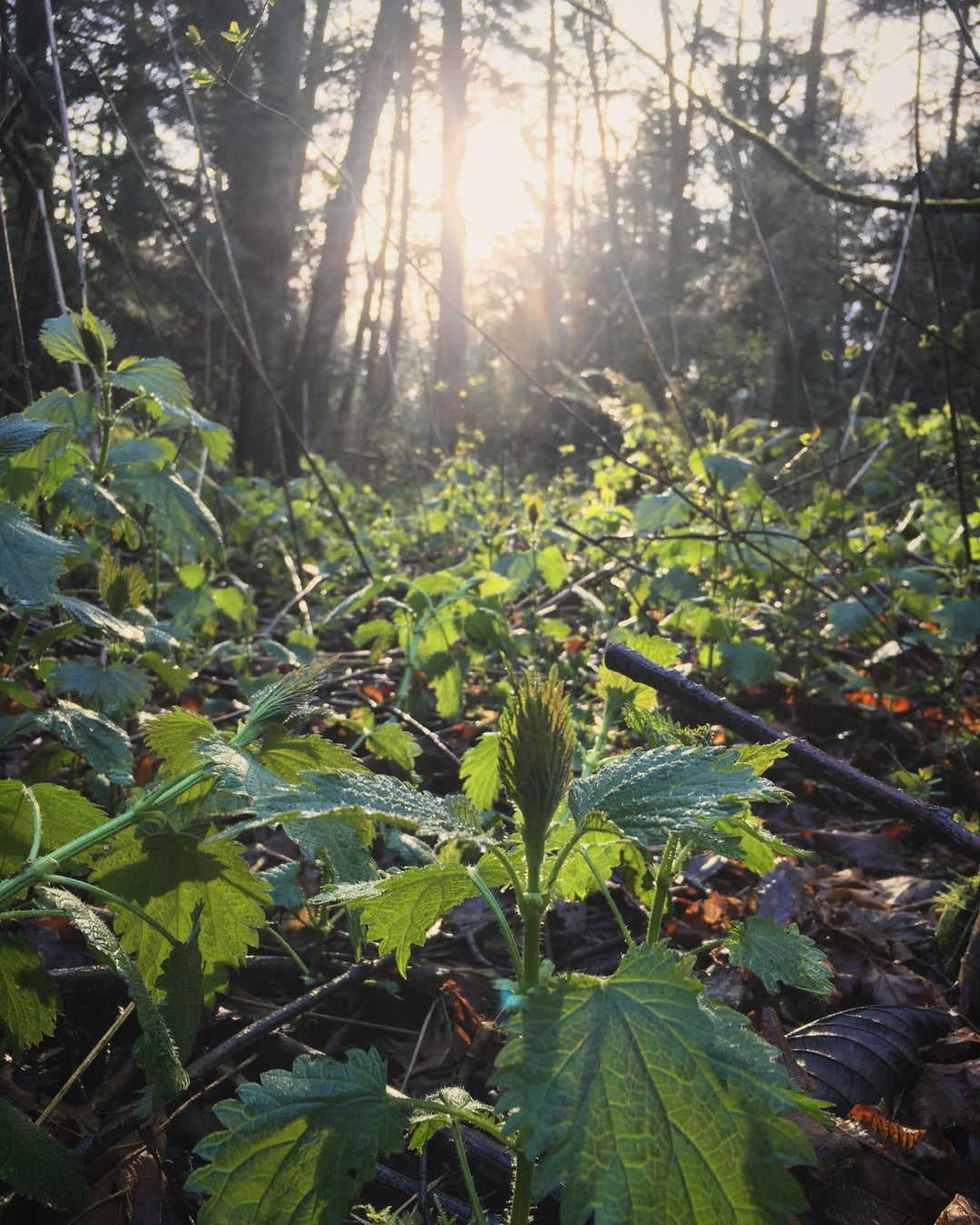Nettle root (Urtica dioica) Spagyric Tincture (wholesale dosage bottle)