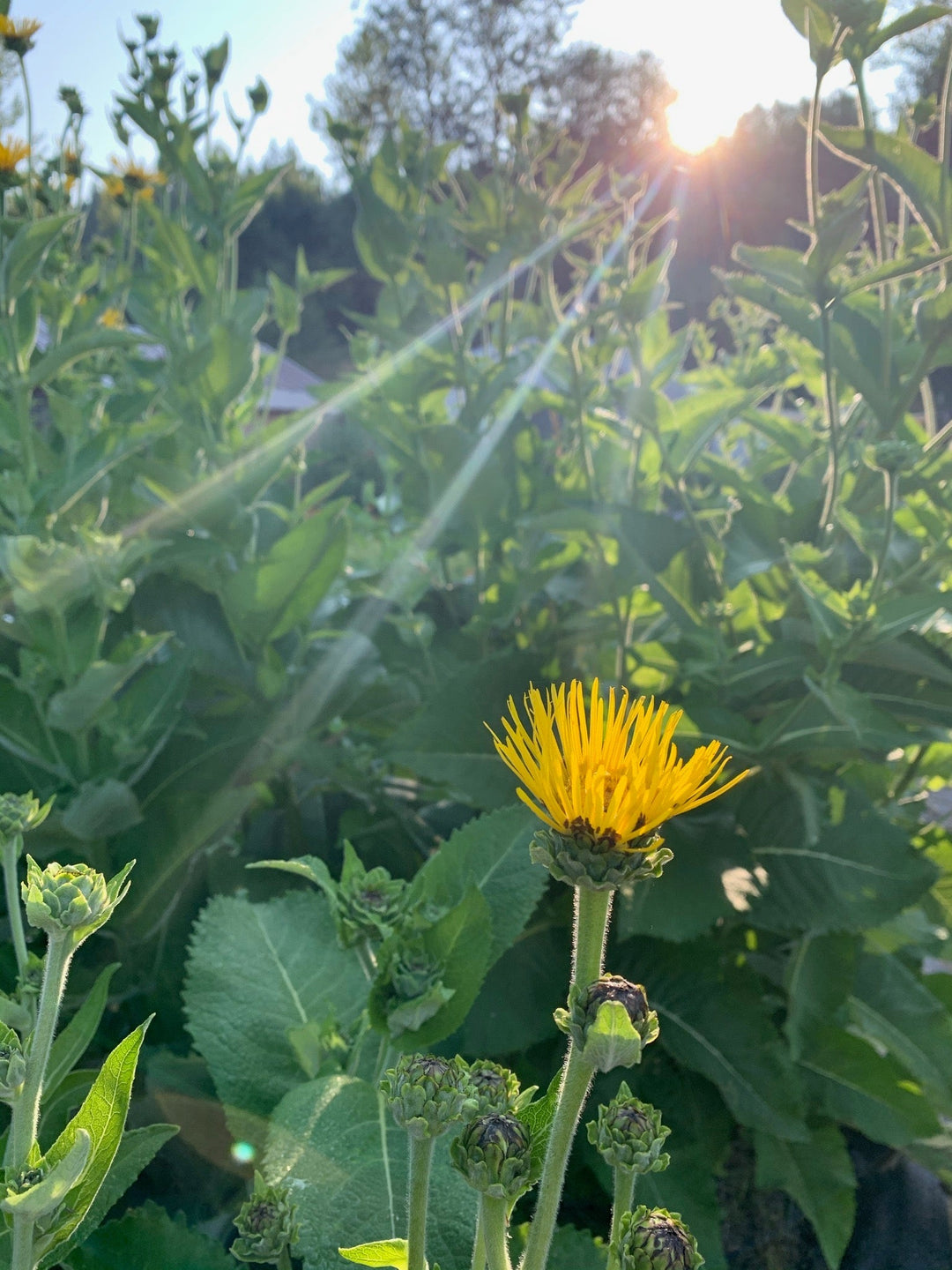 Elecampane (Inula helenium) Spagyric Tincture (wholesale dosage bottle)