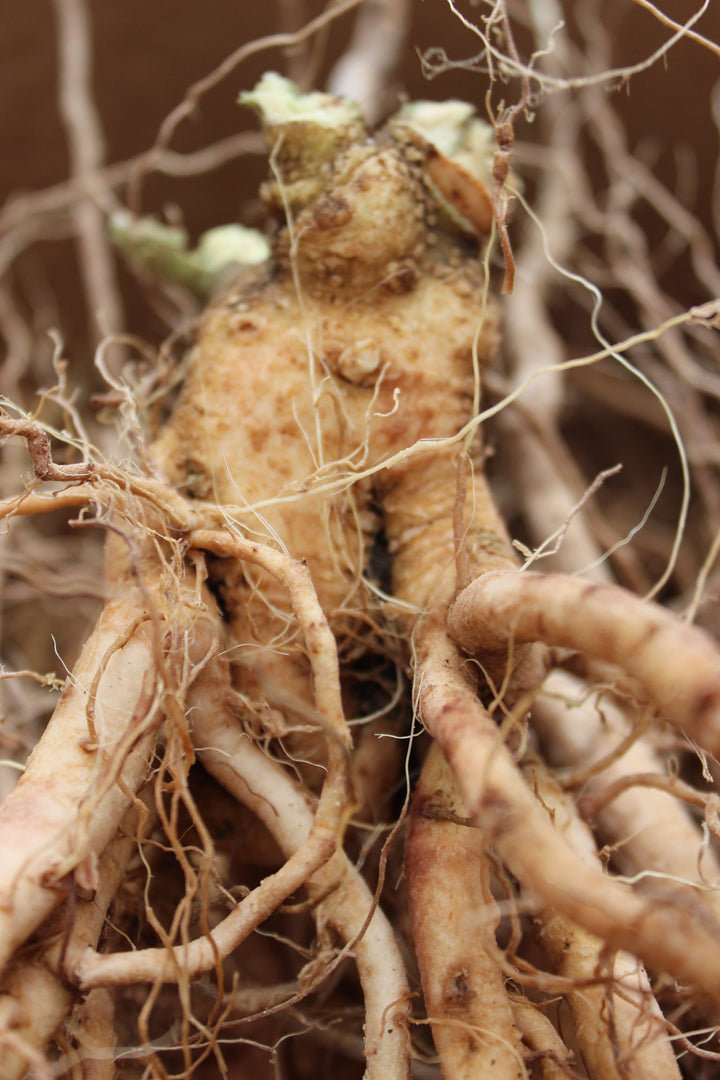 Adaptation Spagyric Formula (wholesale)