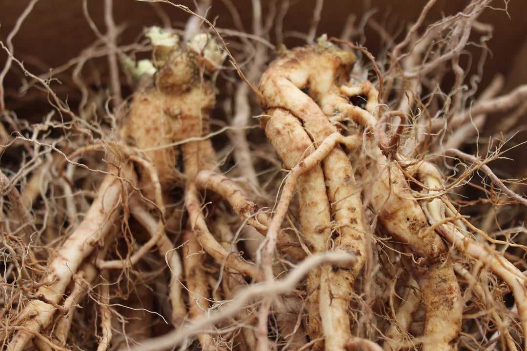 Ashwaganda (Withania somnifera) Spagyric Tincture (wholesale dosage bottle)