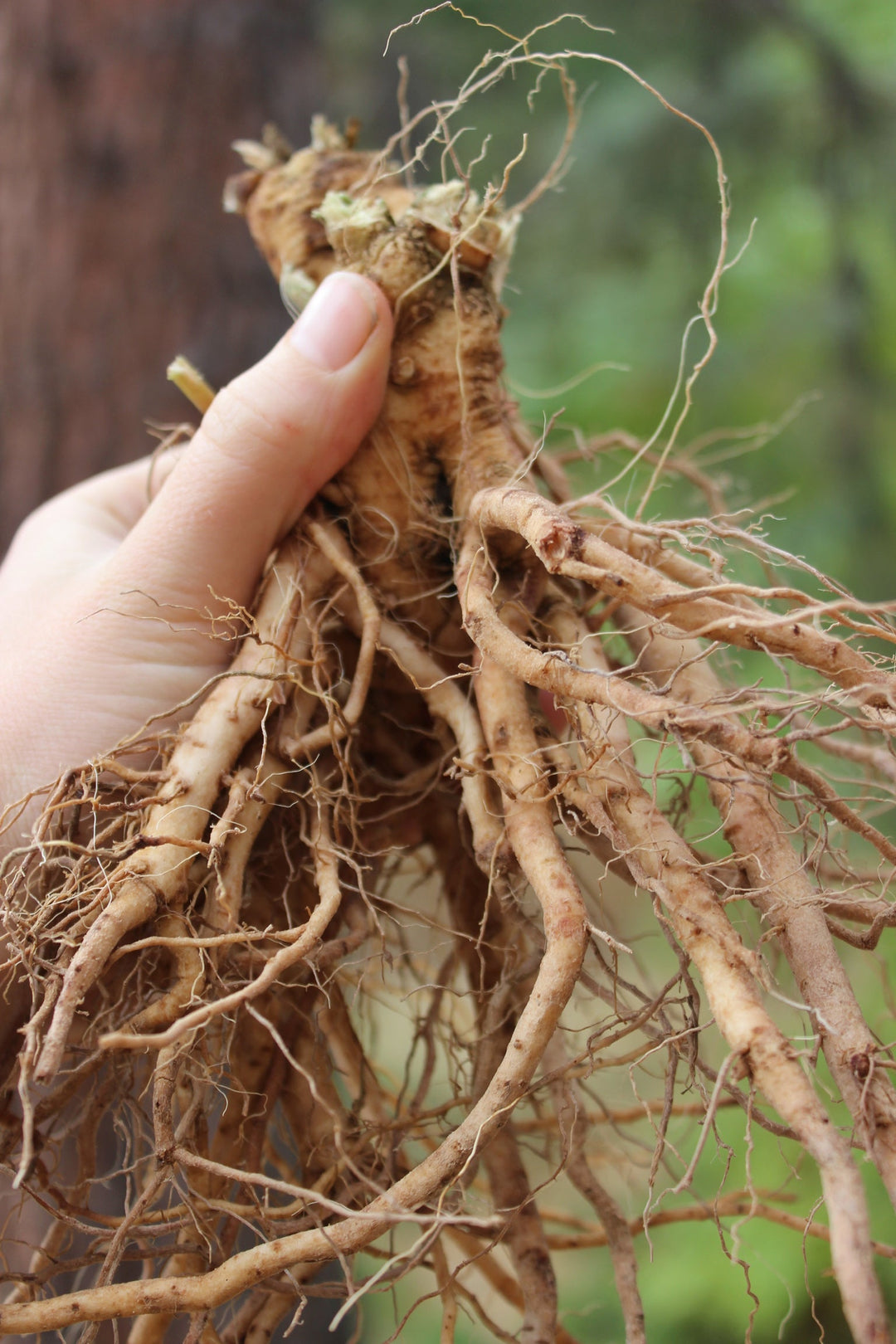 Ashwaganda (Withania somnifera) Spagyric Essence (wholesale dosage bottle)