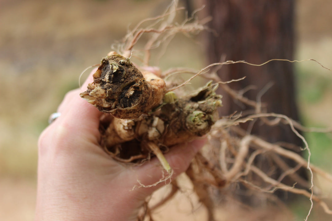 Ashwaganda (Withania somnifera) Spagyric Essence (wholesale dosage bottle)