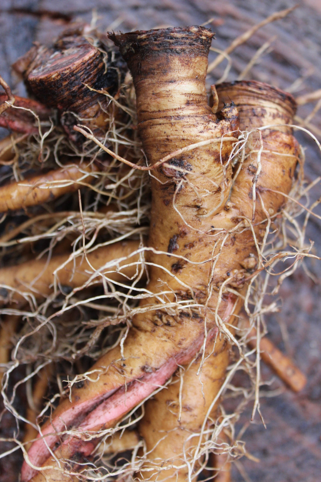 Dandelion (Taraxacum officinale) Spagyric Essence (wholesale dosage bottle)