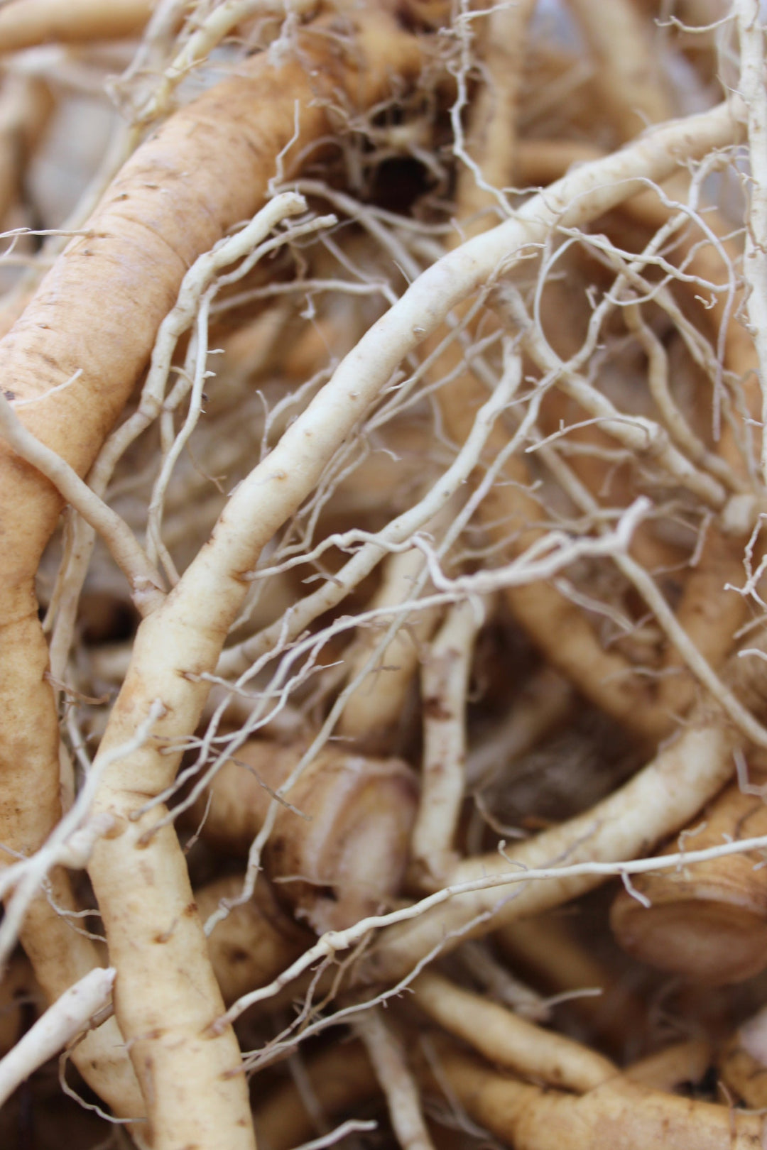 Pleurisy Root (Asclepias tuberosa) Spagyric Tincture (wholesale dosage bottle)