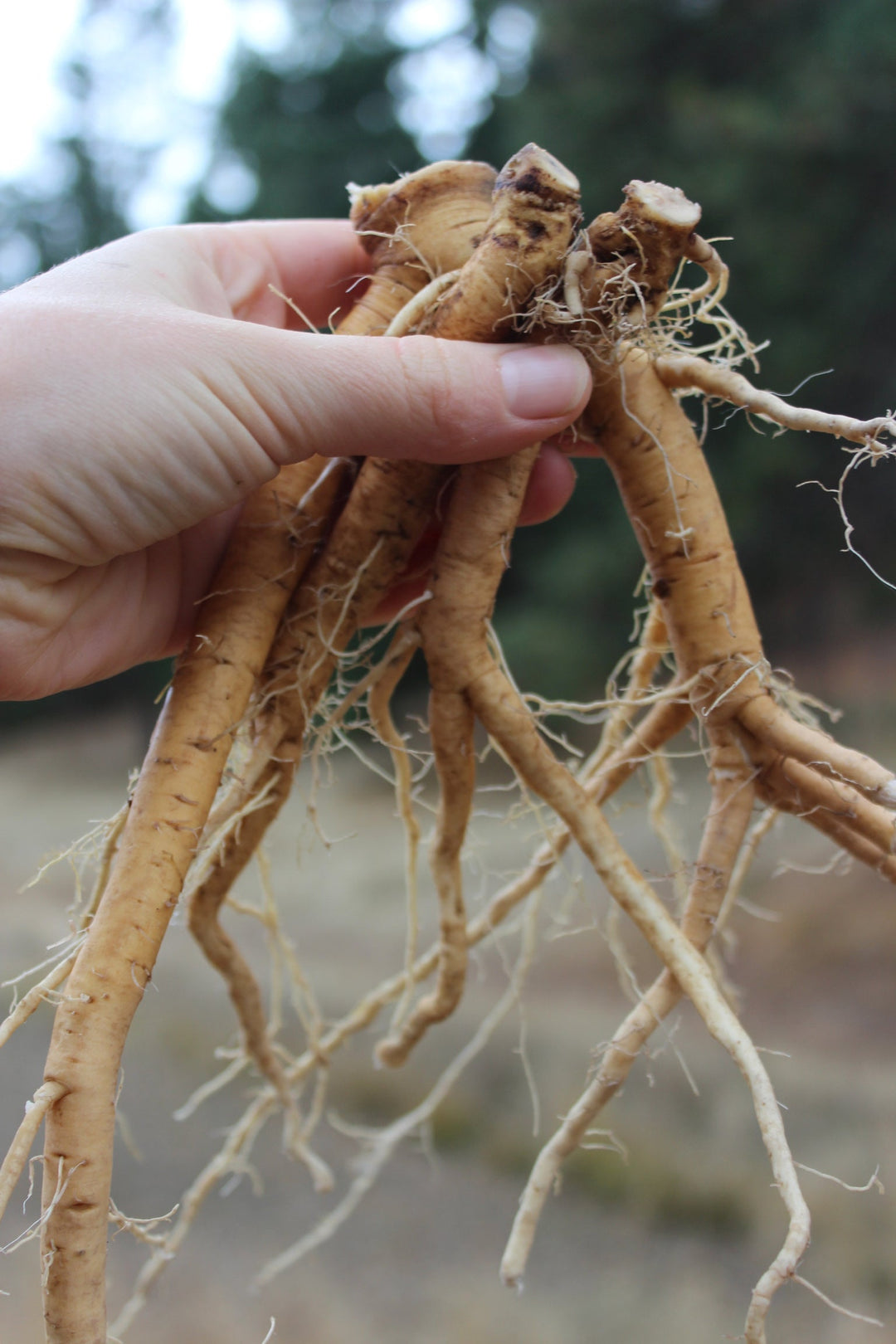 Pleurisy Root (Asclepias tuberosa) Spagyric Tincture (wholesale dosage bottle)