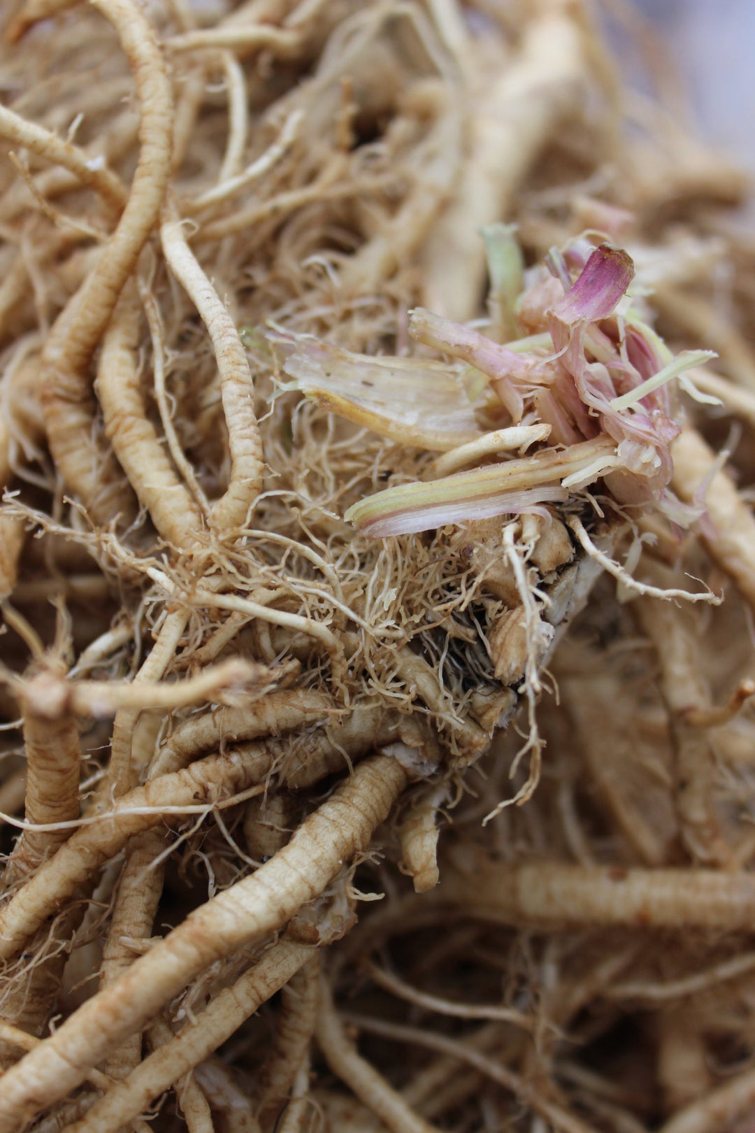 Angelica (Angelica archangelica) Spagyric Tincture (wholesale dosage bottle)