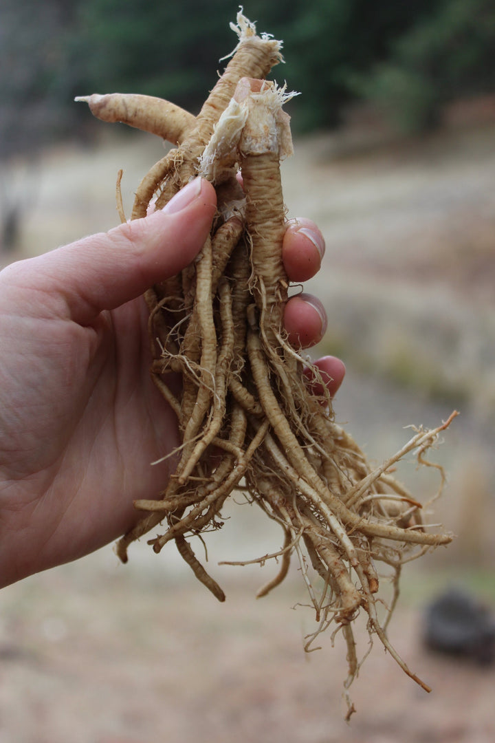 Angelica (Angelica archangelica) Spagyric Essence (wholesale dosage bottle)