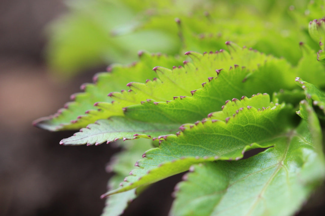 Angelica (Angelica archangelica) Spagyric Essence (wholesale dosage bottle)