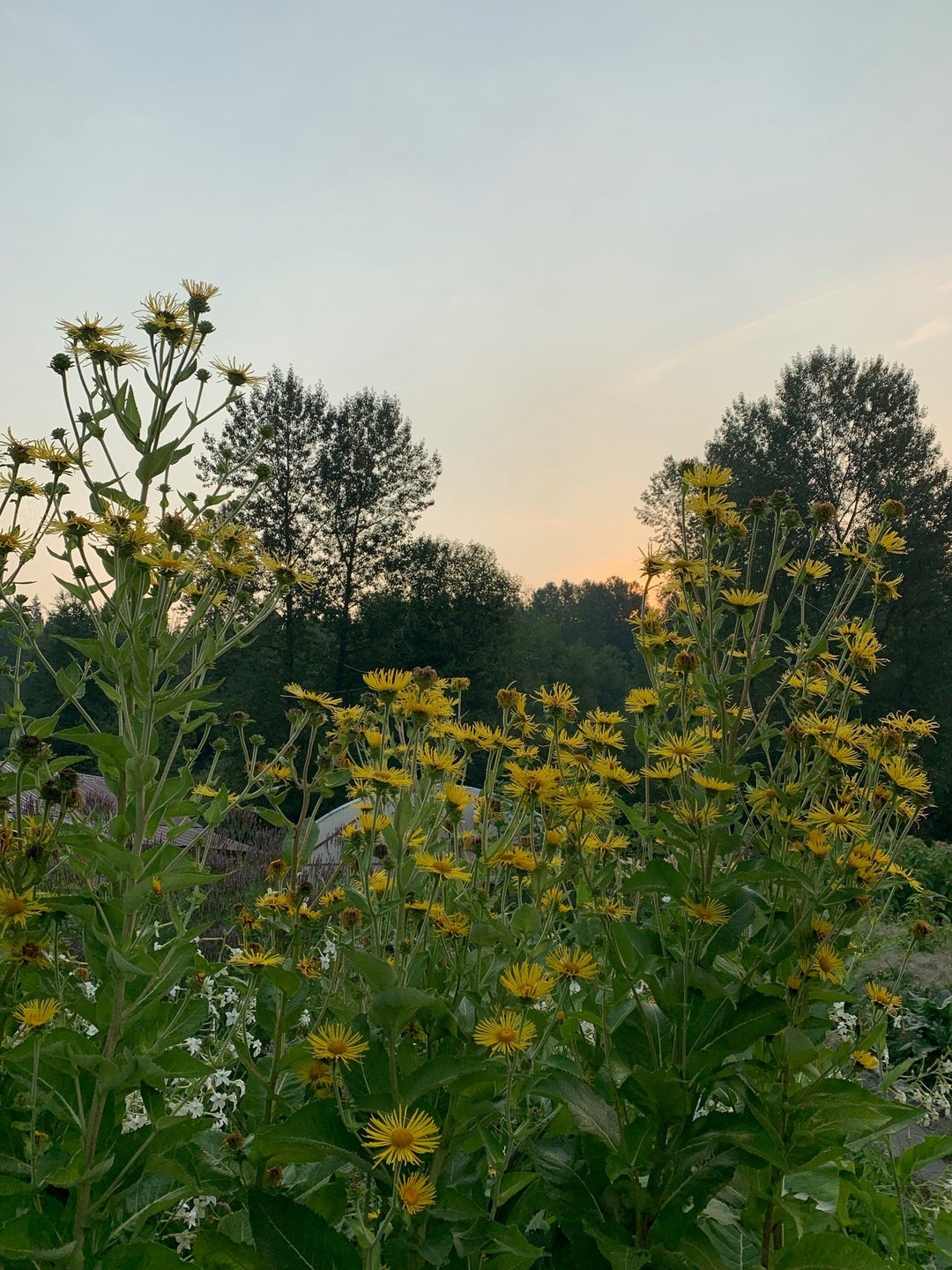Elecampane (Inula helenium) Spagyric Essence (wholesale dosage bottle)