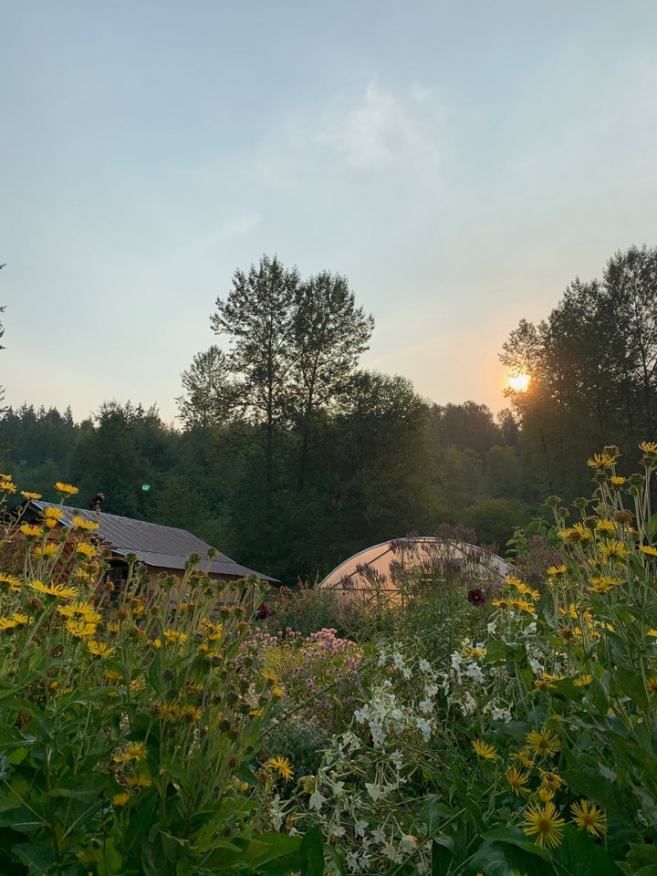Elecampane (Inula helenium) Spagyric Essence (wholesale dosage bottle)