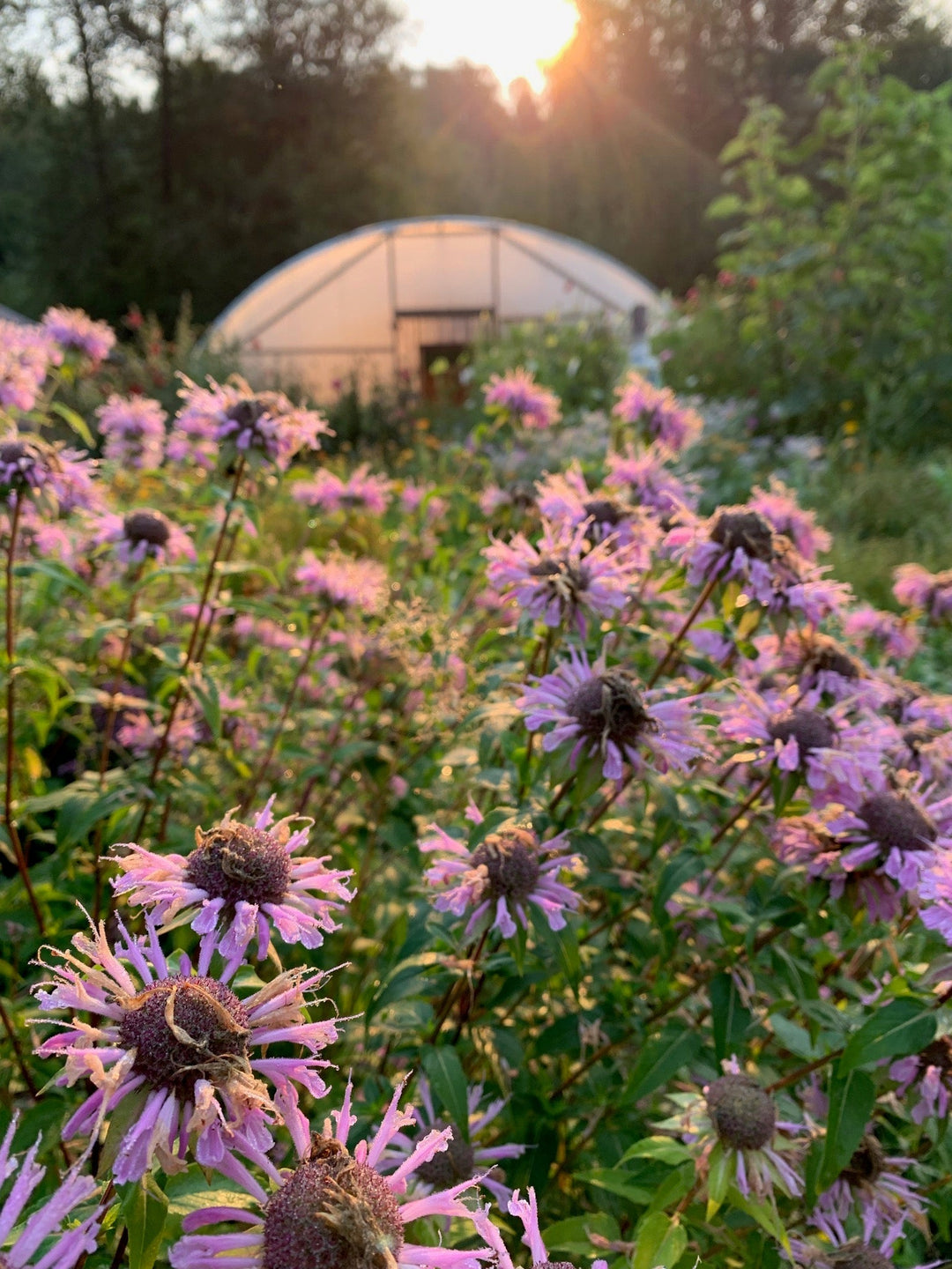 Bee Balm aka Wild Bergamot (Monarda fistulosa) Spagyric Tincture (wholesale dosage bottle)