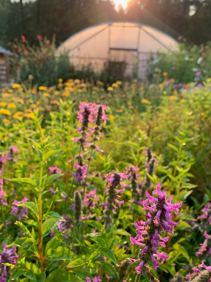 Wood Betony (Stachys officinalis) Spagyric Tincture (wholesale dosage bottle)