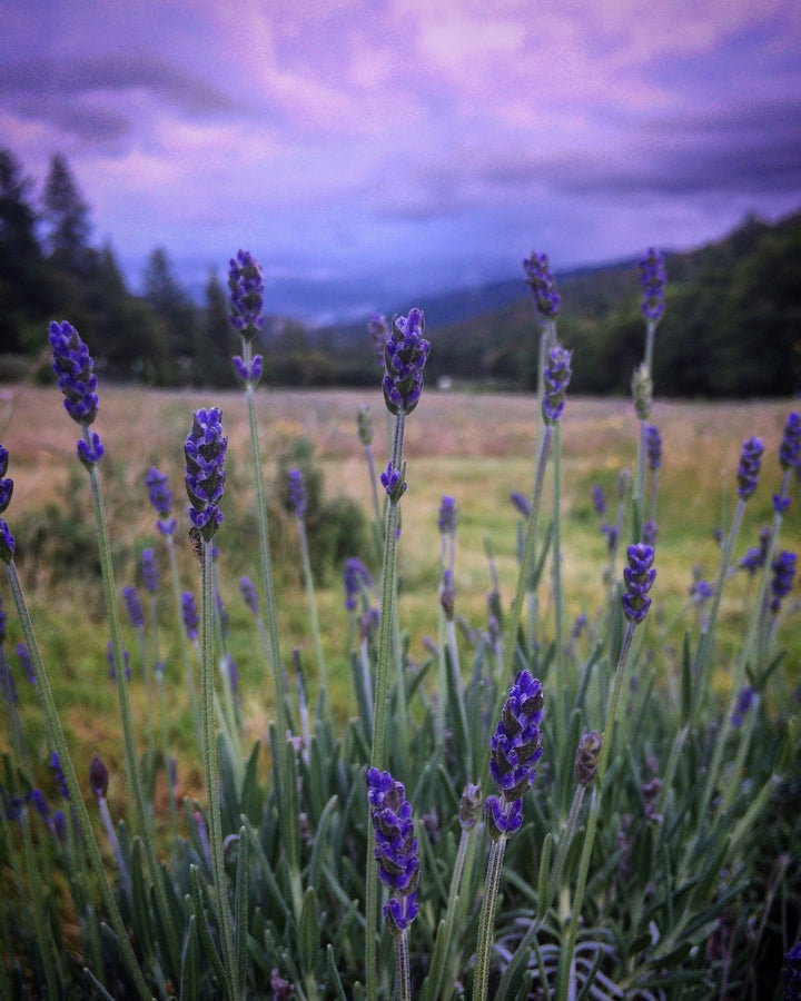 Lavender (Lavandula angustifolia) Spagyric Tincture (wholesale dosage bottle)