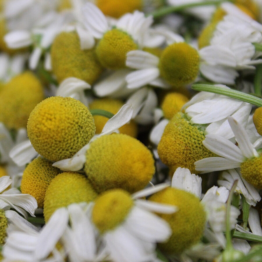 Chamomile (Matricaria recutita) Spagyric Tincture (wholesale dosage bottle)