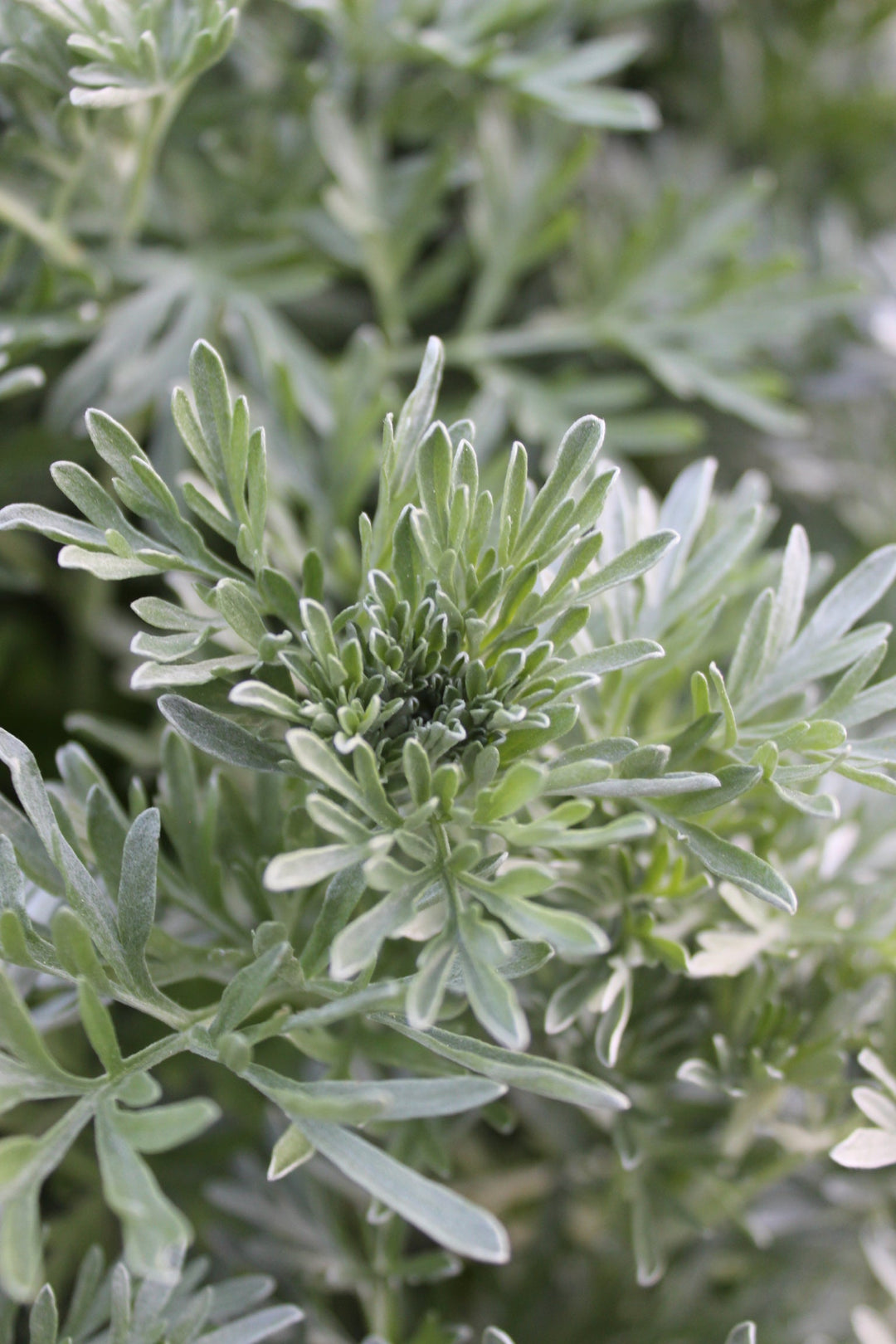 Wormwood (Artemesia absinthium) Spagyric Essence (wholesale dosage bottle)