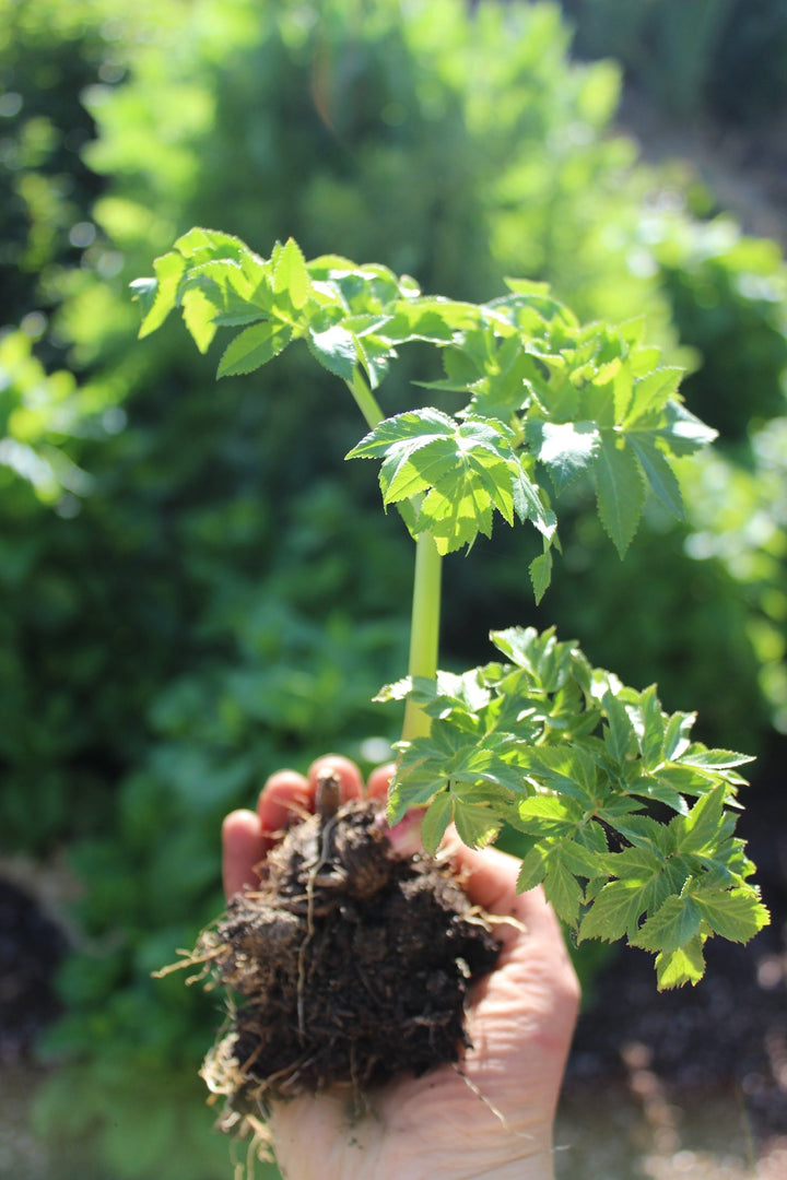 Angelica (Angelica archangelica) Spagyric Essence (wholesale dosage bottle)