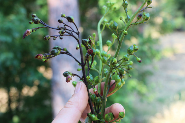 Figwort (Scophularia californica) Spagyric Tincture (wholesale dosage bottle)