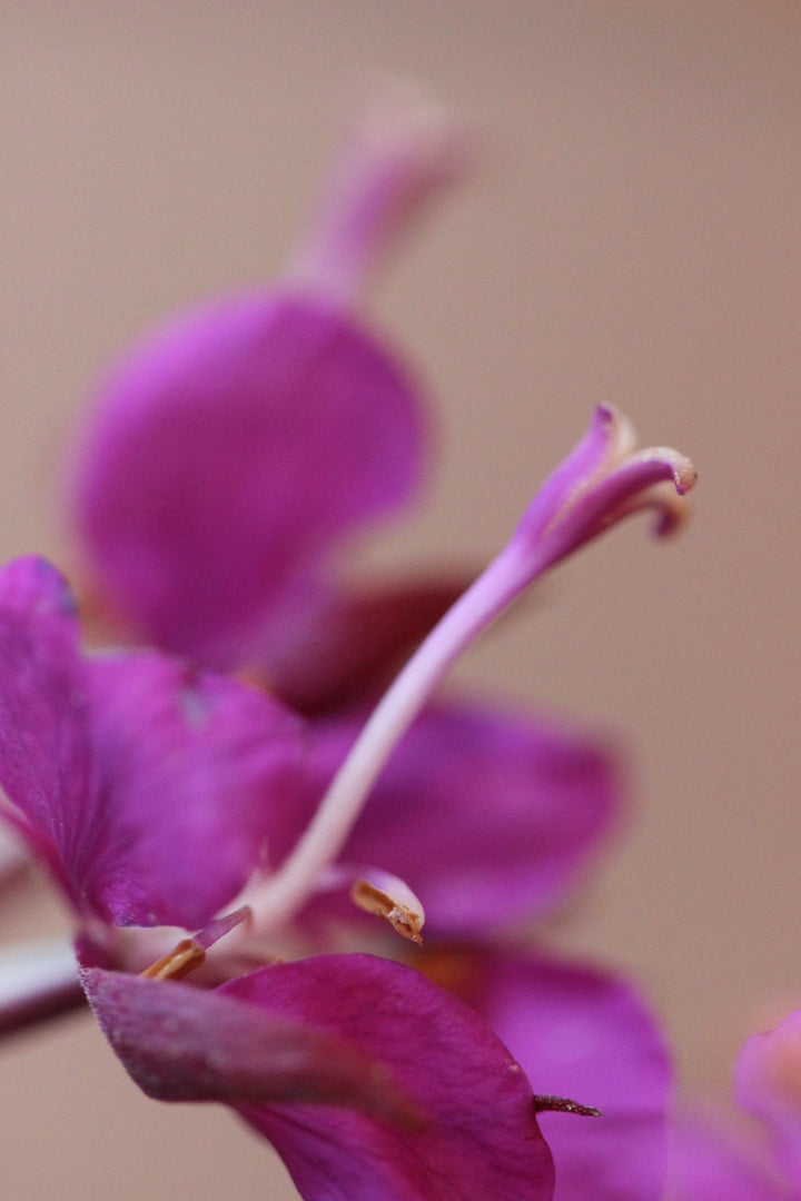 Fireweed (Epilobium angustifolium) Spagyric Essence (wholesale dosage bottle)