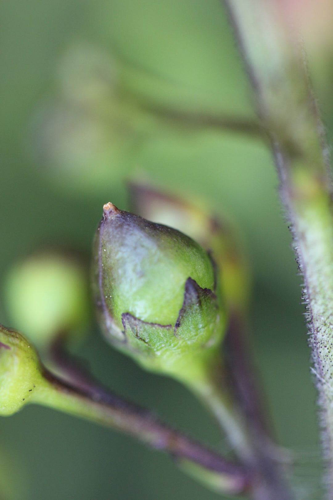 Figwort (Scophularia californica) Spagyric Tincture (wholesale dosage bottle)