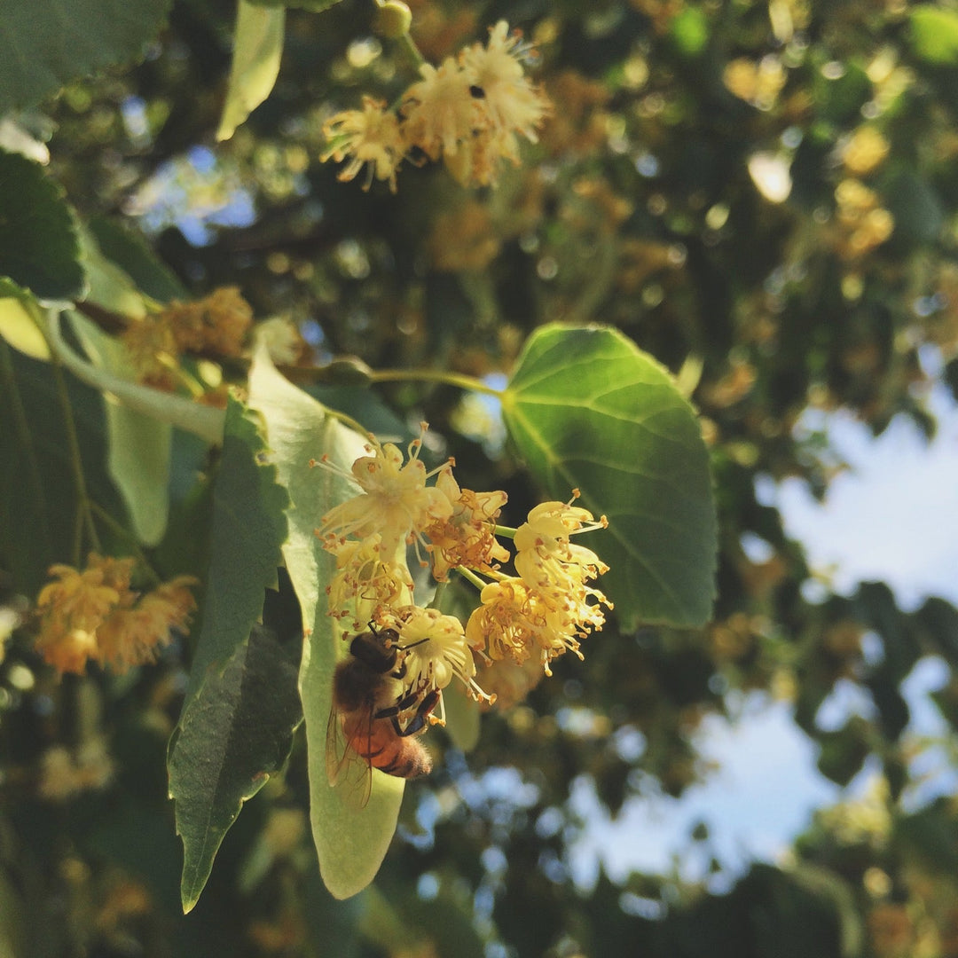 Linden (Tilia europea) Spagyric Tincture (wholesale)