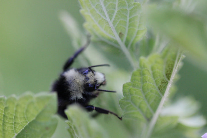 Lemon Balm (Melissa officinalis) Spagyric Essence (wholesale dosage bottle)
