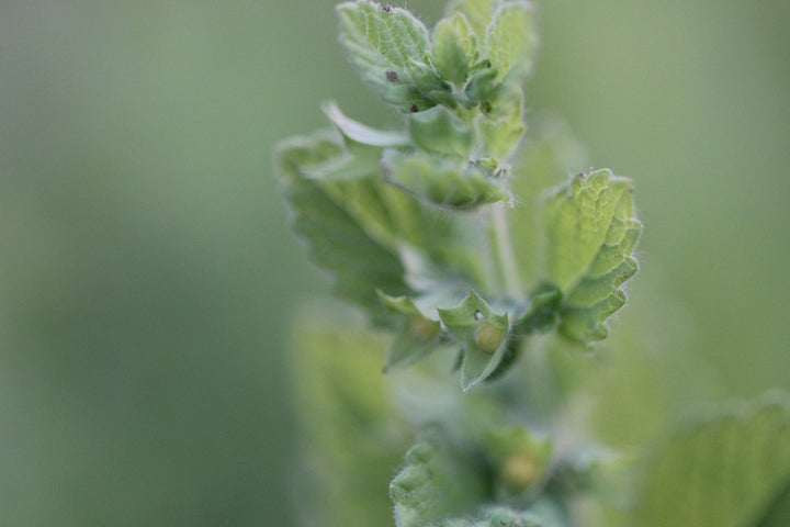 Lemon Balm (Melissa officinalis) Spagyric Essence (wholesale dosage bottle)