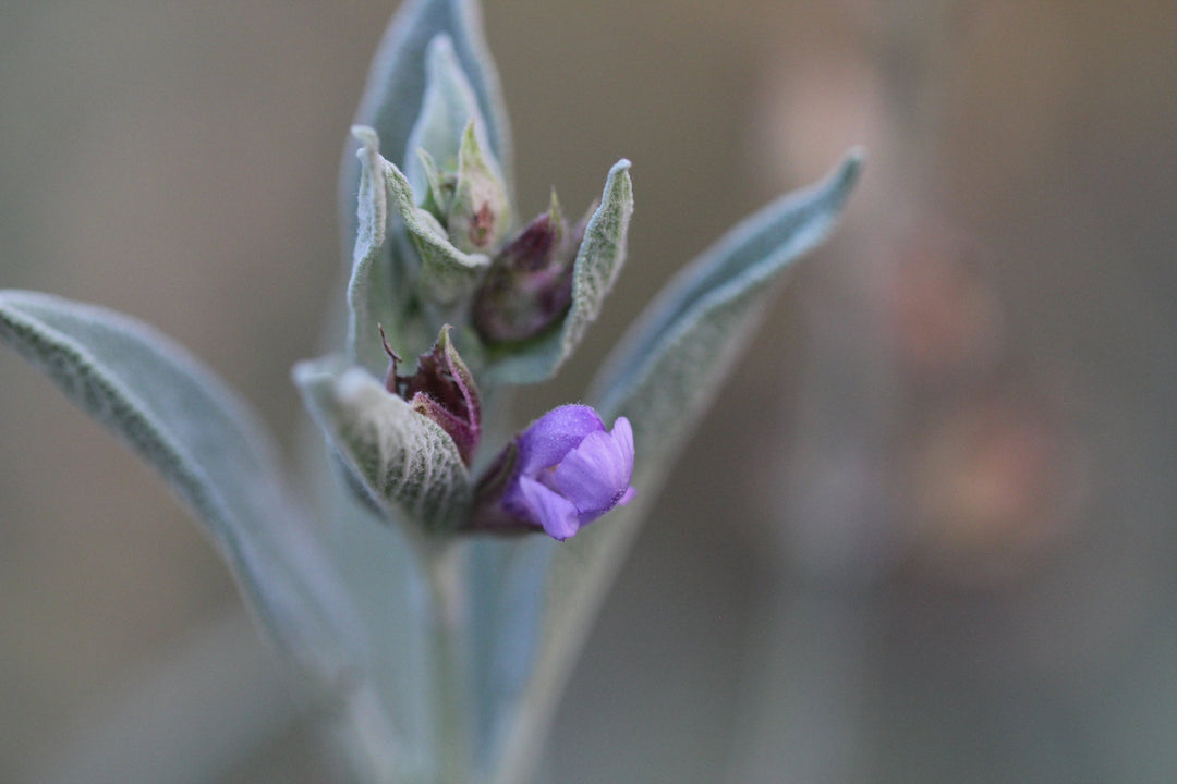 Sage (Salvia officinalis) Spagyric Tincture (wholesale dosage bottle)
