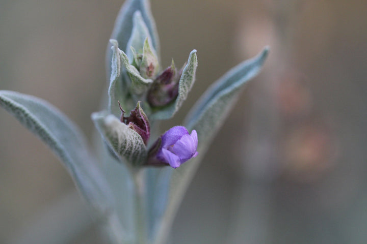 Sage (Salvia officinalis) Spagyric Tincture (wholesale dosage bottle)
