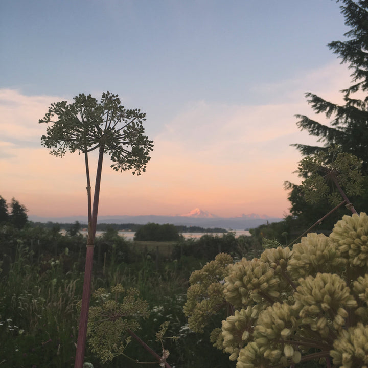 Angelica (Angelica archangelica) Spagyric Essence (wholesale dosage bottle)