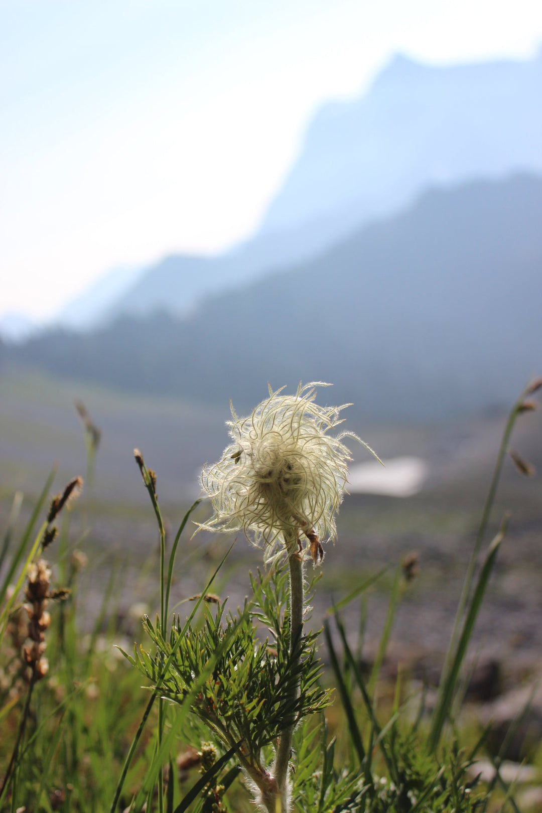 Pulsatilla (Anemone occidentalis) Spagyric Tincture (wholesale dosage bottle)