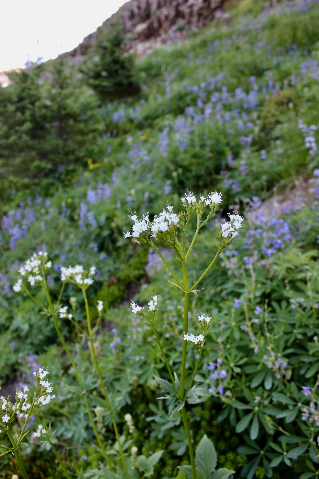Valerian (Valeriana sitchensis) Spagyric Essence (wholesale dosage bottle)