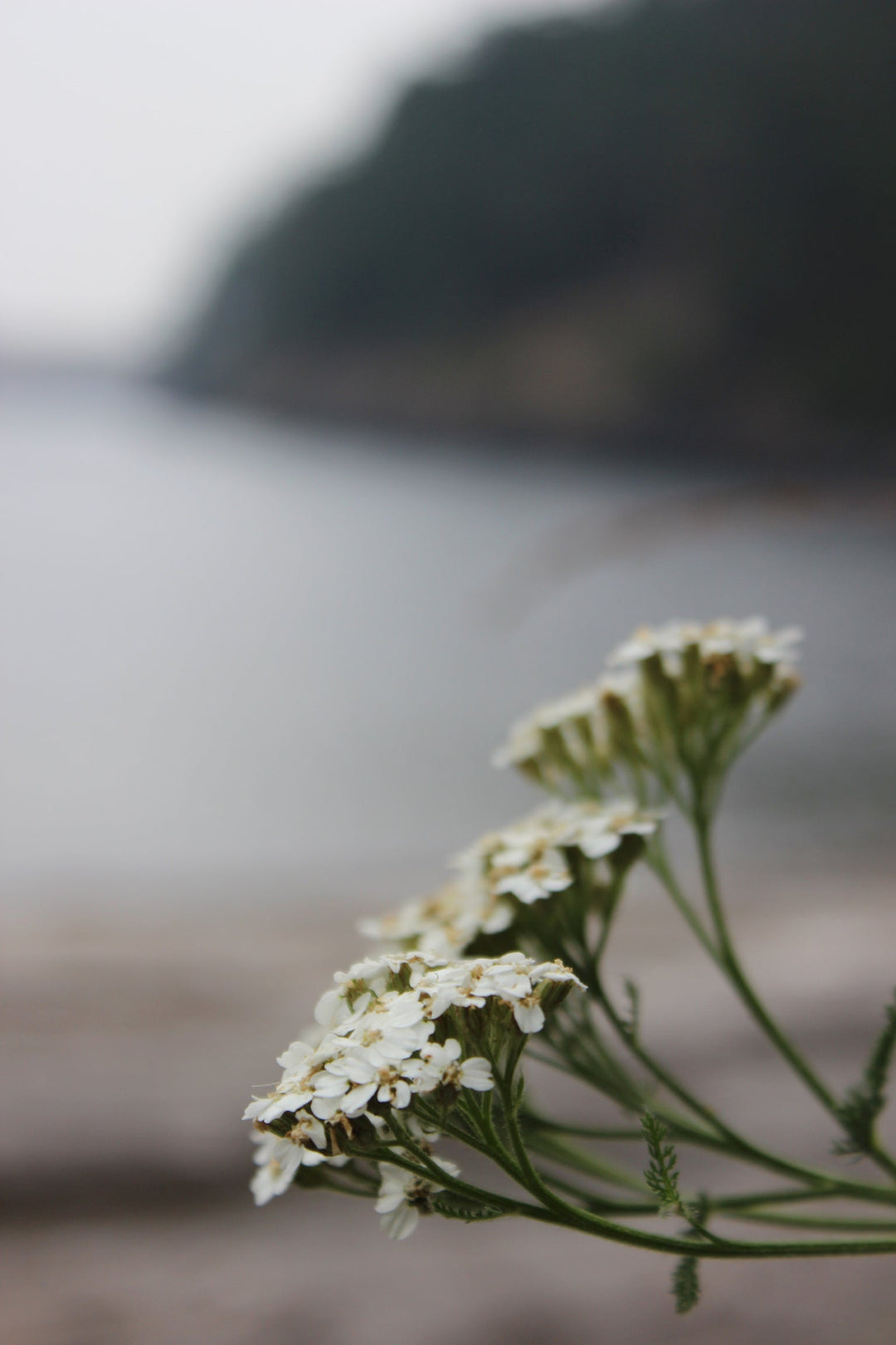 Yarrow (Achillea millefolium) Spagyric Tincture (wholesale dosage bottle)