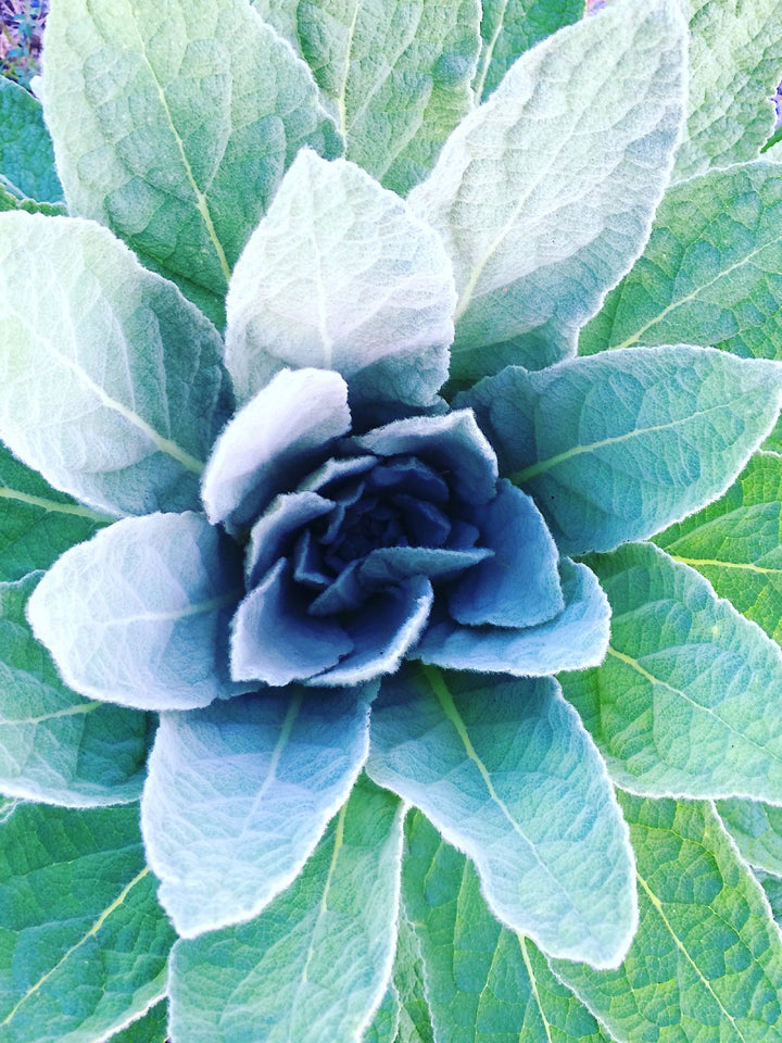 Mullein (Verbascum thapsus) Spagyric Essence (wholesale dosage bottle)