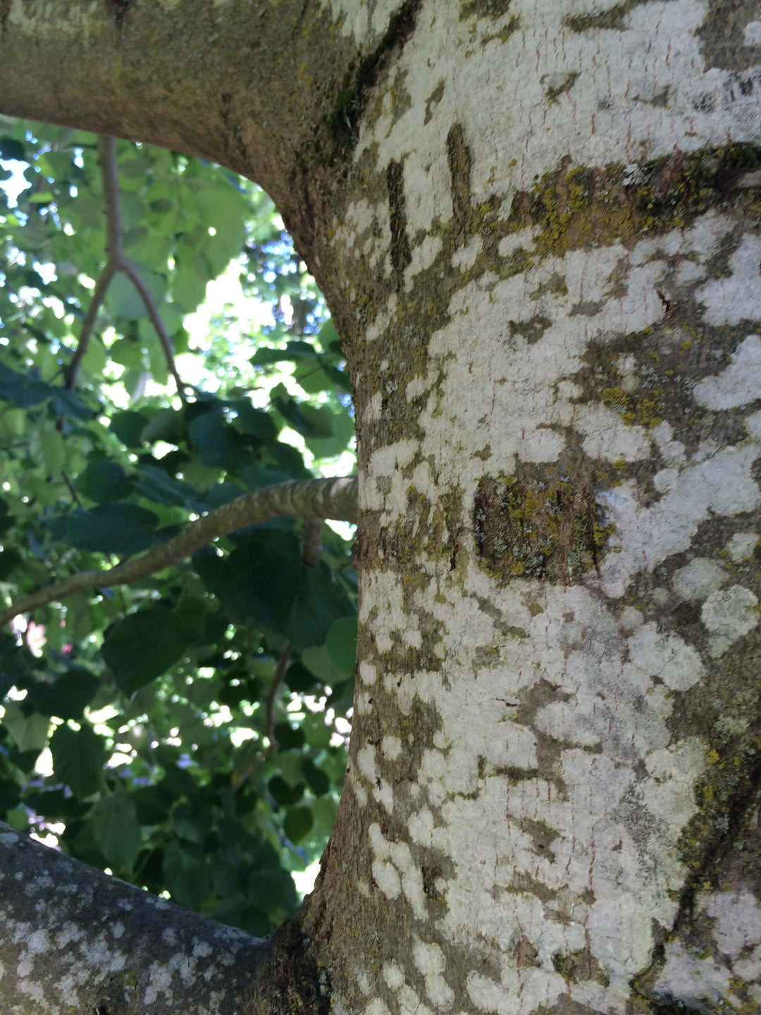 Linden (Tilia europea) Spagyric Tincture (wholesale)