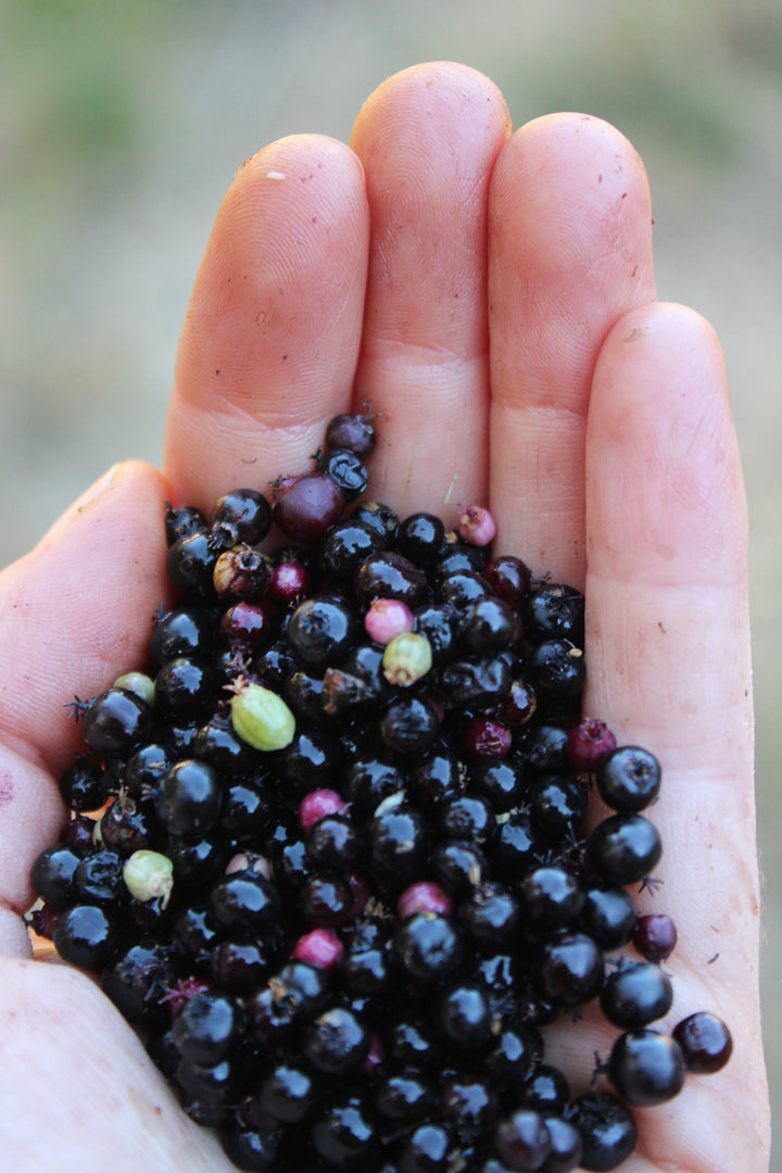 Aralia Berry (Aralia californica) Spagyric Tincture (wholesale dosage bottle)