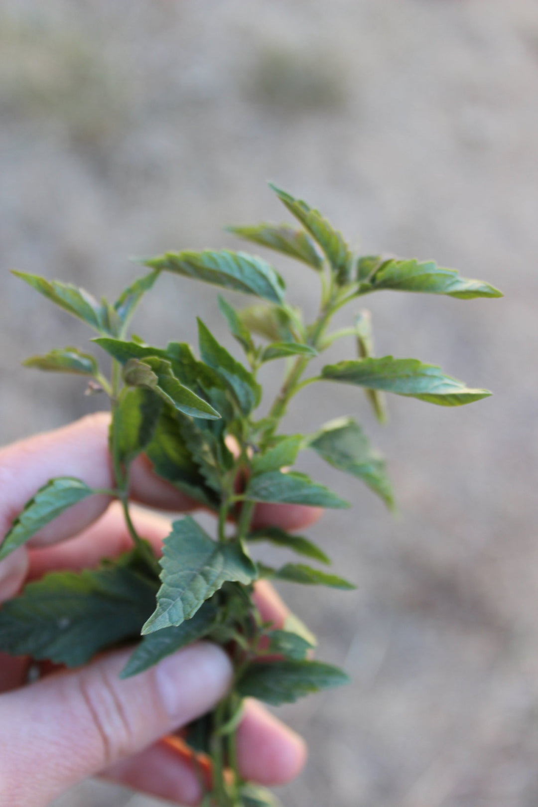 Skullcap (Scutellaria lateriflora) Spagyric Tincture (wholesale dosage bottle)