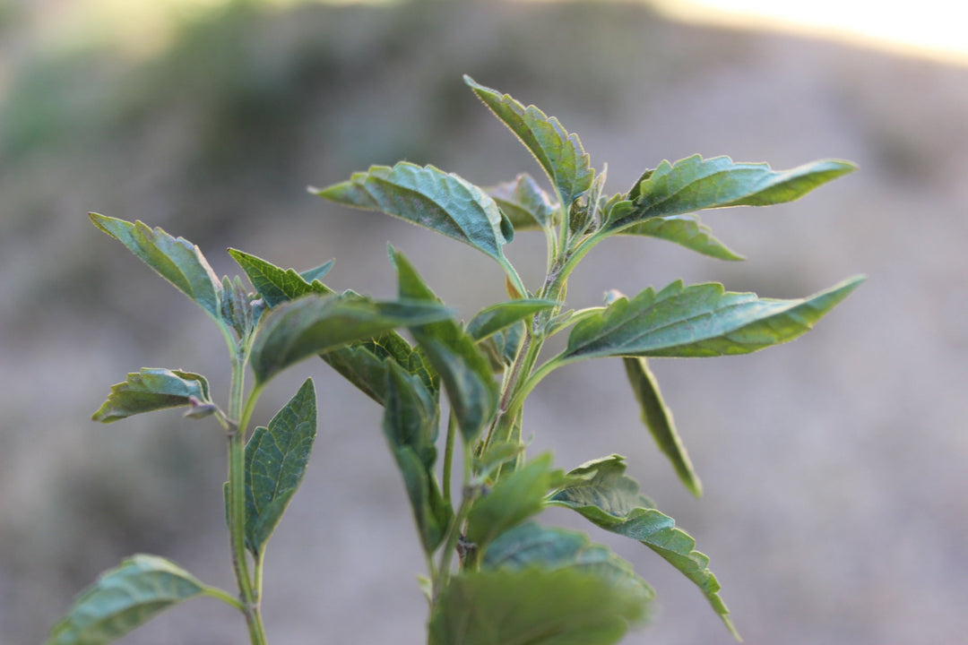 Skullcap (Scutellaria lateriflora) Spagyric Tincture (wholesale dosage bottle)