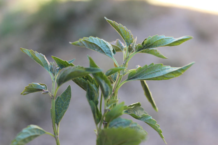 Skullcap (Scutellaria lateriflora) Spagyric Tincture (wholesale dosage bottle)