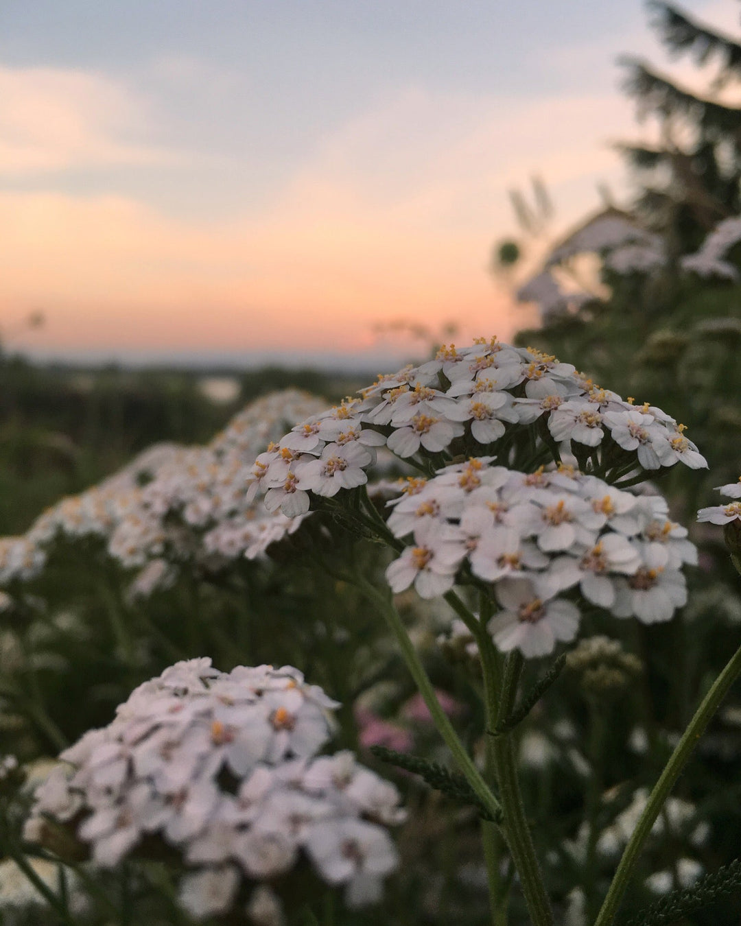 Urinary Tonic Spagyric Formula (wholesale dosage bottle)