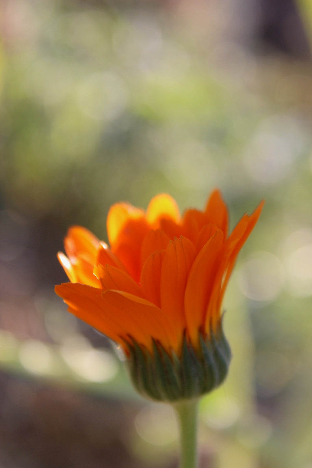 Calendula (Calendula officinalis) Spagyric Tincture (wholesale dosage bottle)