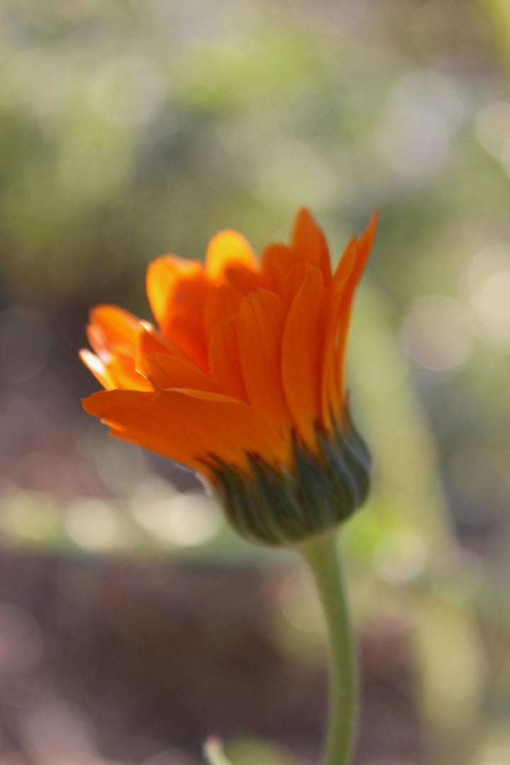 Calendula (Calendula officinalis) Spagyric Essence (wholesale dosage bottle)
