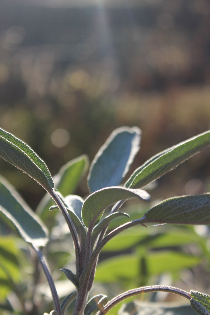 Sage (Salvia officinalis) Spagyric Tincture (wholesale dosage bottle)