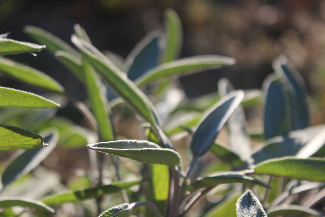 Sage (Salvia officinalis) Spagyric Tincture (wholesale dosage bottle)