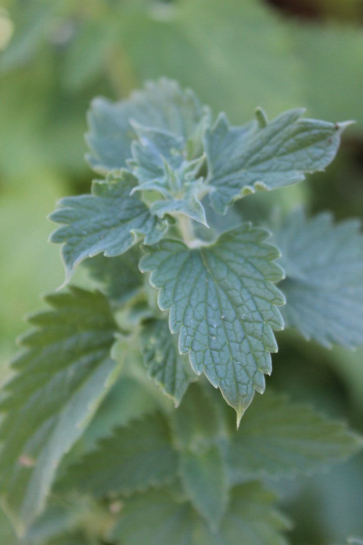 Catnip (Nepeta cataria) Spagyric Tincture (wholesale dosage bottle)