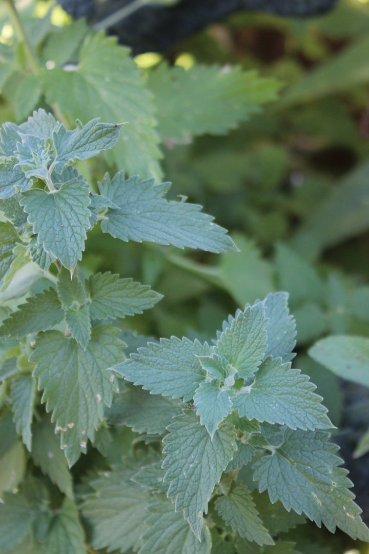 Catnip (Nepeta cataria) Spagyric Essence (wholesale dosage bottle)