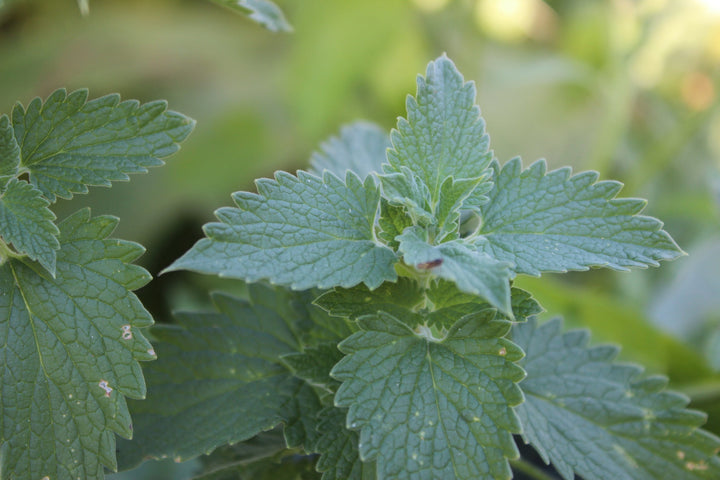 Catnip (Nepeta cataria) Spagyric Essence (wholesale dosage bottle)