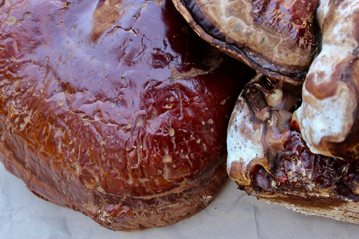 Oregon Reishi (Ganoderma oregonense) Spagyric Tincture (wholesale dosage bottle)