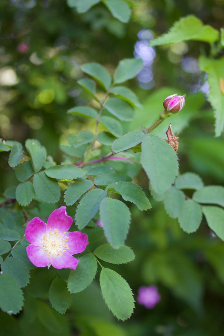 Wild Rose (Rosa nutkana) Spagyric Essence (wholesale dosage bottle)