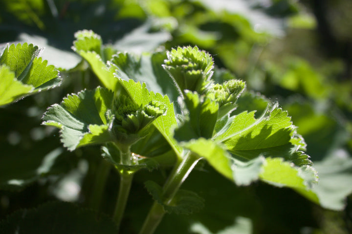 Lady’s Mantle (Alchemilla vulgaris) Spagyric Tincture (wholesale dosage bottle)
